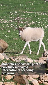 17K views · 699 reactions | Meet one of the rarest antelopes on Earth...