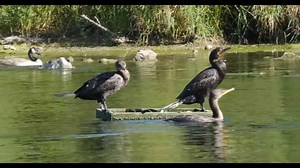 How cormorants earned a reputation few species escape
