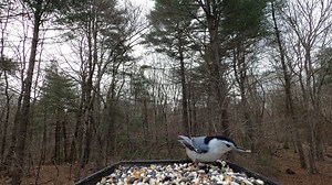 2.8K views · 335 reactions | White-breasted Nuthatch, Tufted Titmice, Black-capped Chickadee | Critter Cam | Facebook