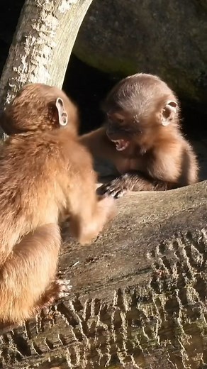Baby Monkeys Playing