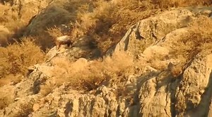 13K views · 349 reactions | Markhor | Markhor Hunting | Facebook