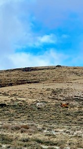 What a treat to accompany June while she heads out to check on the herd, ensuring they’re safe and well-fed through the Montana winter. ❄️🐎 Life on the ranch never slows down, no matter the season! #BonanzaCreekRanch #WinterOnTheRange #homeontherange #horseranch #montanavacation #horsebackriding #horsesinwinter #winter #cowgirl #cowgirlup #womensretreat #horselove | Bonanza Creek Ranch