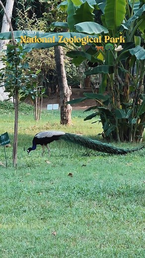 12K views · 78 reactions | Roaring good times at the zoo! National Zoological Park #zoo #wildlife #nationalzoo #animal #delhigram #Delhi #SoDelhi | So Delhi | Facebook