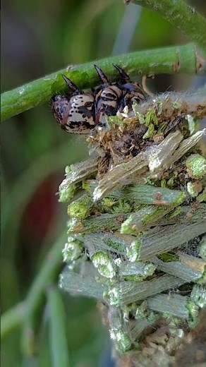 How Camouflage Saves Lives!