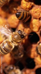 Beautiful honey insects at their work. Bees crawling into the cells and waving wings. Macro footage. Blurred backdrop. Vertical video