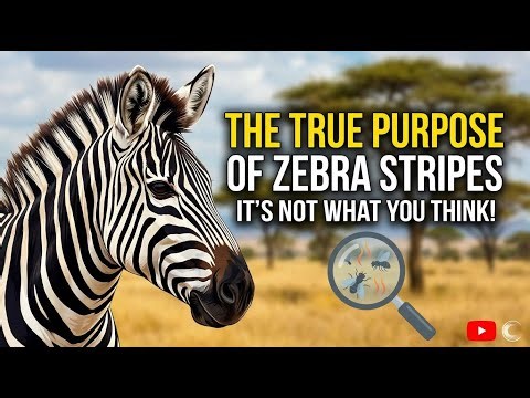 The True Purpose of Zebra Stripes — Not What You Think!