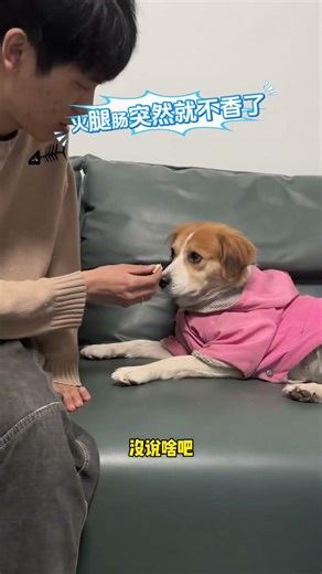 遇到听的懂人话的狗！你就骂吧，骂完够你哄一礼拜了……