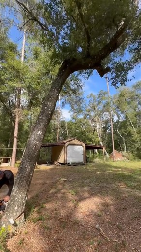 #treelife #Treecuting #treeservice #treework #unitedstates #Foryou | Agriculture &Tree-cutting