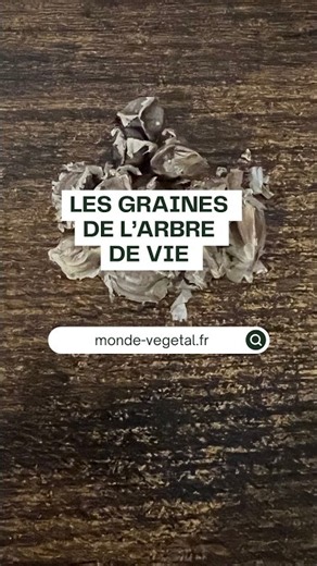 🌱 Why is Moringa oleifera nicknamed the "tree of life"? 😳