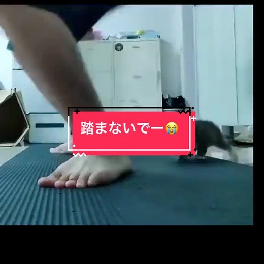 可愛い動物の癒し動画