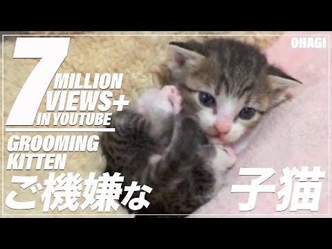 Grooming Kitten