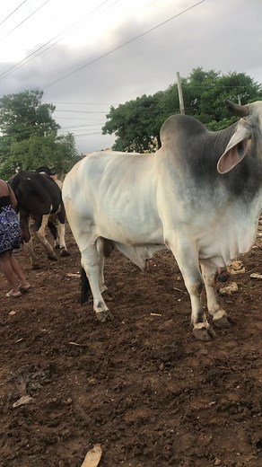 9K views · 276 reactions | Llego el toro lego el toro más dócil del potrero | Yohana y su ganado | Facebook