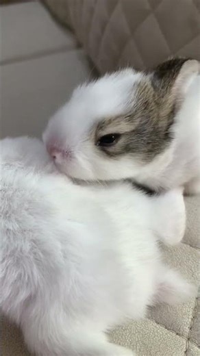 #bunny#rabbit#2022#baby#cutest#pets#beautifulbunny