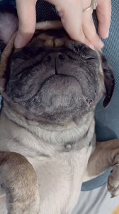 3 comments | Head massage for my Maldita dog Hahaha Love you, Akihara! | Eda Nolan | Facebook