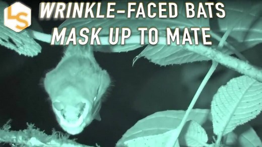 The world's ugliest bats hide their wrinkled faces behind furry masks when it's mating time! Full story: https://buff.ly/3pFUqE6 | LiveScience