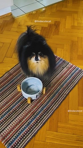 Hilarious Dog and Cat Videos Compilation