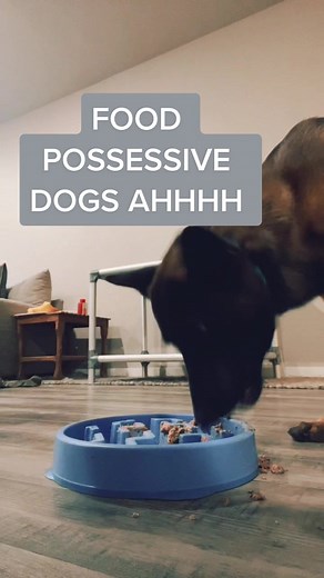 Understanding Food Possessiveness in Dogs: Signs and Solutions