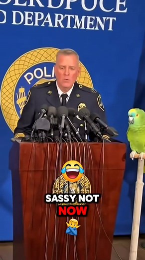 1.6K views | ‍♂️列"This whole operation is a circus!"  This parrot's press confer... | Tommy x Papi | Facebook