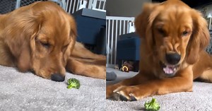 Golden Retriever Puppy’s Fight With Broccoli Makes for a Funny Video