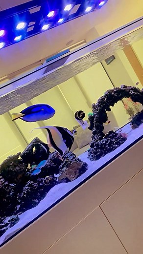 Predatory Fins ® | Rare & Exotic Fish Store on Instagram: "It’s a real life Finding Nemo tank! 🐠😲 🎥 @reef_tank_gaboo #nemo #findingnemo #fishtank #aquarium #aquariumfish #fishlife #fishkeeper #fishkeeping #fisherman #aquariumhobby #aquariumlife"