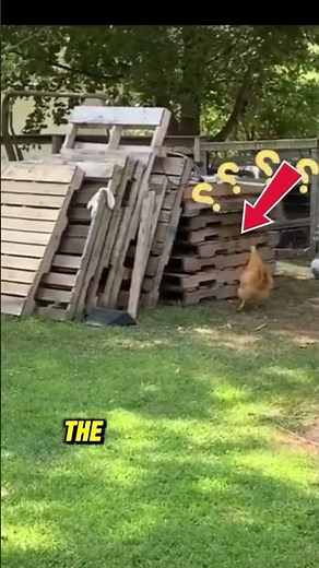 Chicken vs Dog🤯