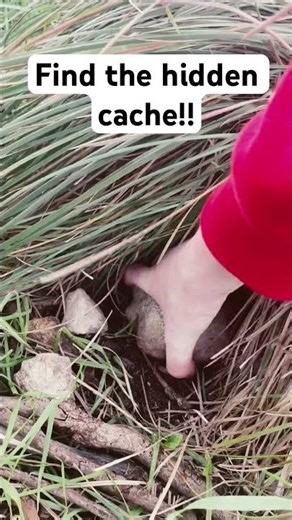 Did you find the hidden cache? #nature #helpmemakethismakesense #funny