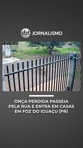 Onça surpreende moradores ao circular por bairro e invadir quintal no Paraná | #SBTNotícias
