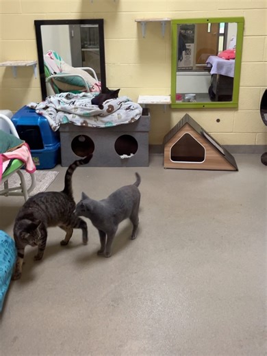 33 reactions | Meet Tadpole, a stunning young cat at just 1 year old!...