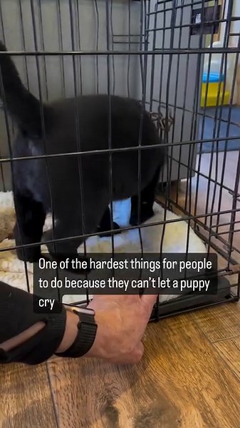 329K views · 1.8K reactions | Please please please crate train your...