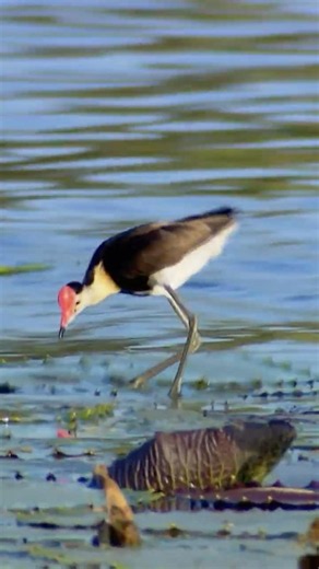 A Bird Named After... Jesus? | #travel #australia