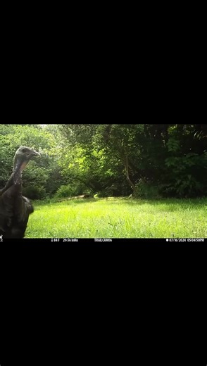 Trapping Techniques for Turkeys This Spring