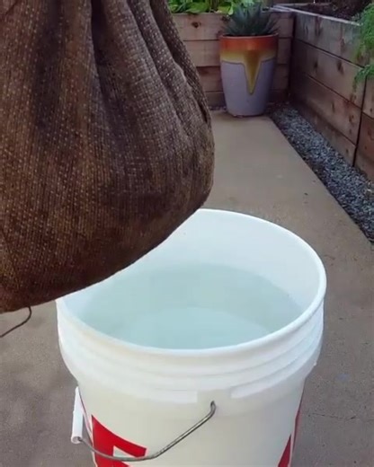 🌱 Feeding your garden with aerated worm compost tea; a how-to. Enjoy and happy growing! 🐛💩 (More info also at #deannacompost) You can make passive worm tea (non-aerated) with this method but without introducing air, but by introducing an aeration device and some sugars/food, it will activate and... Read more | Deanna Talerico