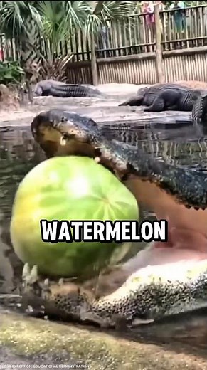 The Physics Behind A 3,700 PSI Crocodile Jaw! #animals