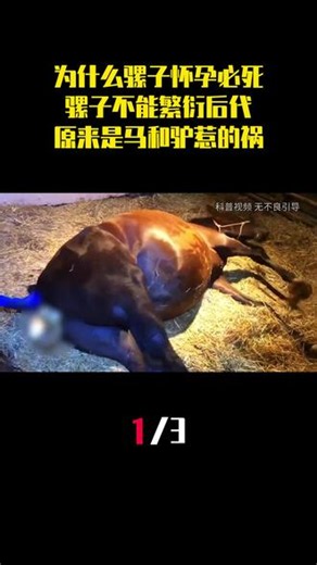 为什么骡子怀孕必死？骡子不能繁衍后代，原来是马和驴惹的祸！ （1）#骡子 #马 #科普 #科普冷知识 #艺术文化