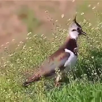 Northern Lapwing (Vanellus vanellus) | BIRDS & Nature