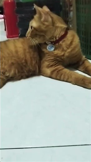 betul sekali dek BOCIL 🥰😘 no coment aje yee 🙏