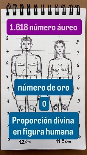 The golden ratio in the human figure. See for yourself.