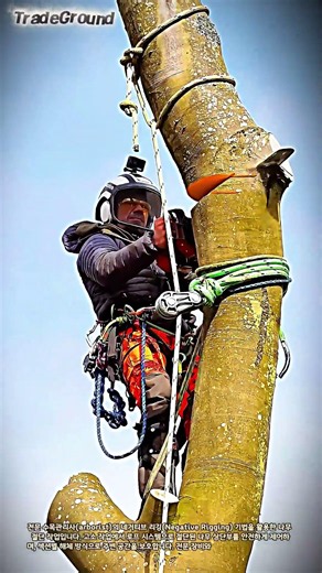 전문 수목관리사의 고소 나무 절단 작업 #worker #process #treework #arborist #climbing