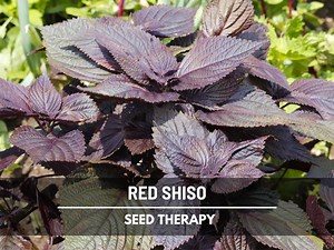 Red Shiso Seeds – Heirloom Herb, Asian Culinary & Medicinal Plant, Purple-red Leaves, Non-gmo, Garden Gift | 200 Seeds - Etsy
