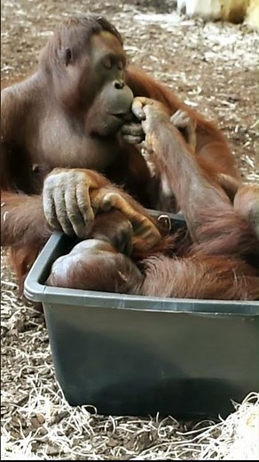 Funny Moments of Orangutans Caught on Camera!#shorts#orangutans#funnyvideo#funnyanimals