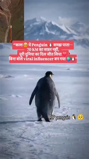 ⋆꧁༒☬ । धमू । ☬༒꧂⋆ on Instagram: "#😢💔🥀🕊❤️✨️_______🐼🦋❣️____________________________ #wordsofwisdom #rsa_graphics #comedy #followforfollowback"