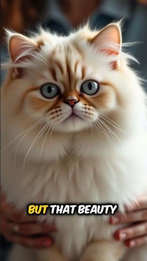 Did You Know The Persian Is The Royal Cat Incredible Cat Breeds