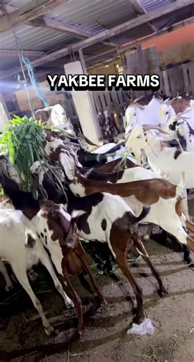 Discover Yak Beef Farming Techniques for Sustainable Meat