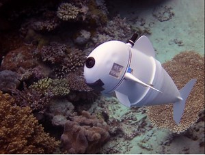 Robotic fish swims with real fish to explore marine life