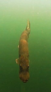 80K views · 604 reactions | Why isn’t he biting ?? #pike #fishing #underwater #westin #explorecam #underwatercamera #pikeattack #fish #underwaterworld #pikefishing #fishingvideo #fishingcamera | Underwater World | Facebook