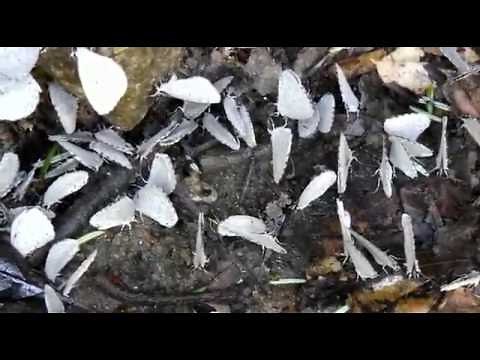 Spring Azure Blue Butterflies of the Great Smoky Mountains