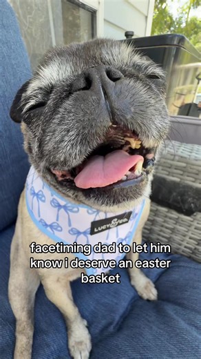 Singing Pug for Easter Basket
