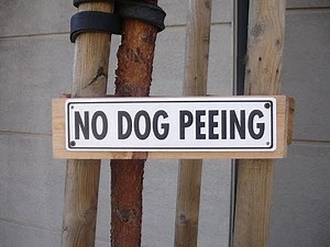 The Great Brain Robbery and the Seattle Pee Patch