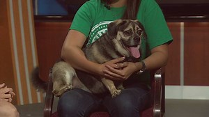 Can you help Puggs find a new home?