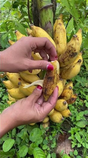 Pisang Awak #pisang